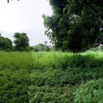 Plot of land for sale in Tujereng Gambia - Gamrealty